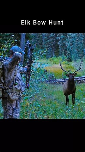 Close Range Bow Hunting (Archery hunting) #elkhunting #bowhunting