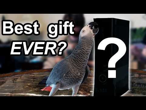 Apollo's Xbox Birthday Mailbag