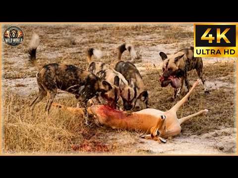Craziest Wild Dog Attacks Ever Caught On Camera #wildanimals | Animal Documentary #180