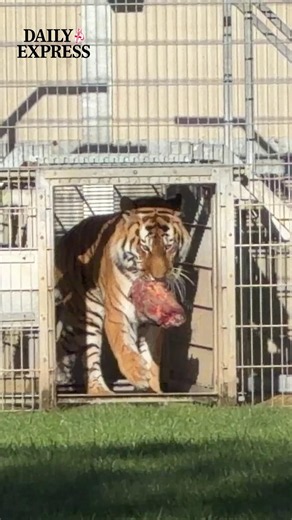 Tiger Altai spotted for first the time since the death of William Chapman at Yorkshire Wildlife Park 👀😲 #newsupdate #uknews #zoo