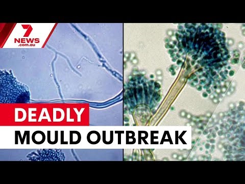 Deadly mould outbreak at RPA linked to construction | 7NEWS