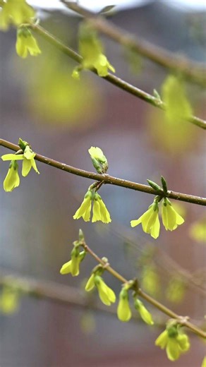 When is spring? We consulted birds, flowers, trees and science.