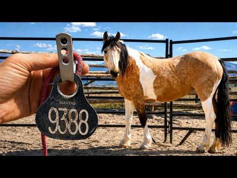 Training Wild Horses [FULL Day In The Life]