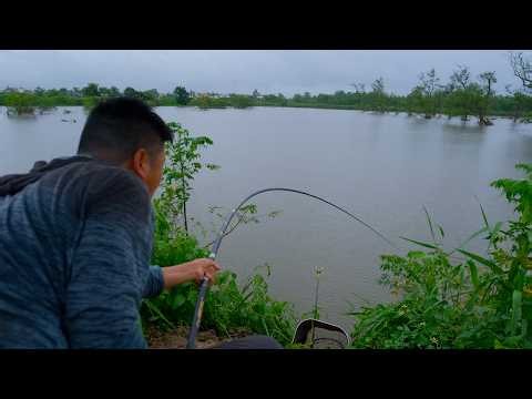 Massive fish shrieks the reel – mangrove forest fishing