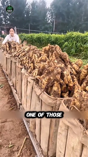 Why China Produces So Much Ginger — The Hidden Farming Secret