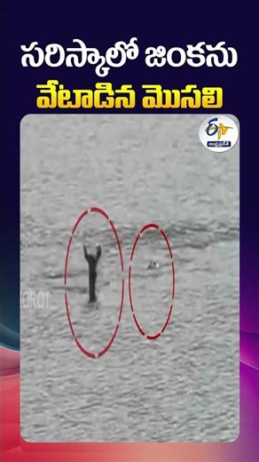 సరిస్కాలో జింకను వేటాడిన మొసలి