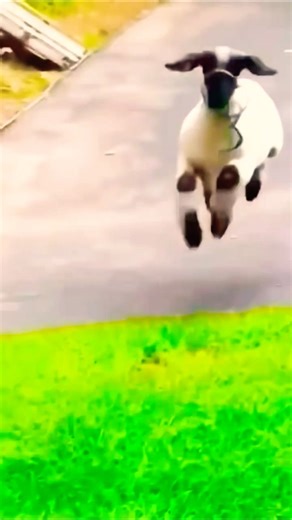“Cute Goats & Sheep Running in Grass & Skipping in Snow 🐐🐑❄️ | Pure Joy!” #cute #goviral #grow