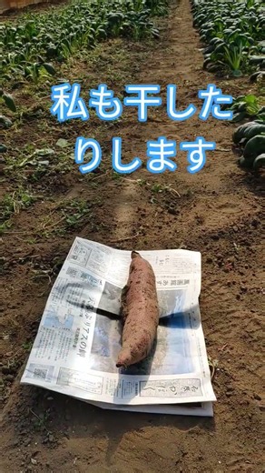 家庭菜園で薩摩芋㉙r8/10/22