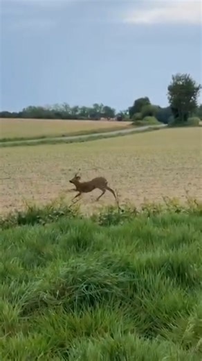 ‘Drunk’ deer warning issued in France