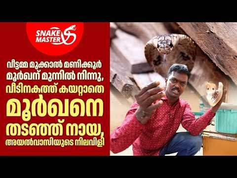 വീട്ടമ്മ മൂർഖൻ പാമ്പിന് കാവൽ നിന്നു; വീട്ടിൽ കയറ്റാതെ നായ | Snakemaster EP 1175 | Vava Suresh