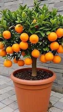 easy and fast method how to propagate and grow Orange fruit trees #fruits #garden #nature