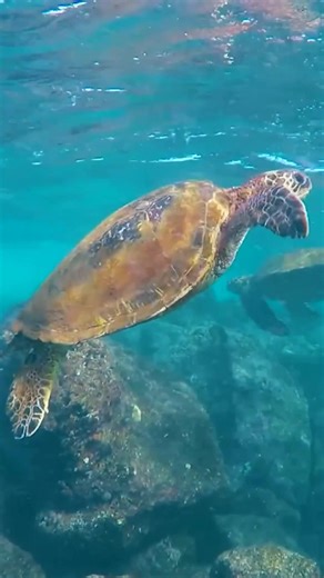 Sea Turtles, along with being incredibly majestic, are also the largest marine reptiles in the world! | Coyote Peterson
