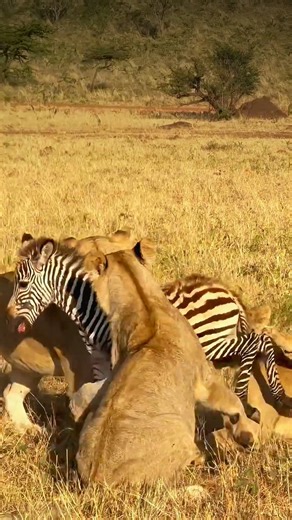 Safari moja Matata - Leading Safari Tours Agency in Tanzania on Instagram: "Serengeti. Where the wild is real. This journey takes you through Tanzania’s most iconic landscapes — the endless plains of Serengeti, the ancient Ngorongoro Crater, elephant country in Tarangire, and the hidden beauty of Lake Manyara. It’s a route designed for travelers who want time in nature, knowledgeable guiding, and a deeper understanding of how these ecosystems truly work — not rushed sightings or staged experienc