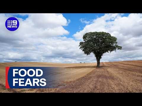Drought hits UK hard with food and energy supplies impacted | 9 News Australia