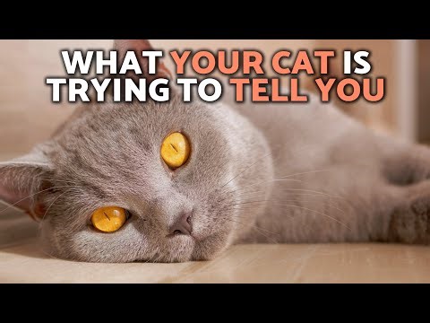 Cat BEHAVIOR EXPLAINED 😼🙀 5 Cat Behaviors You Should NEVER IGNORE ❗