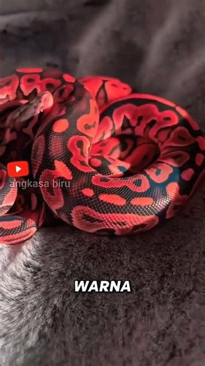 Rare Reticulated Python Morph, Simply Amazing! ⭐#animalfacts #snake #shorts