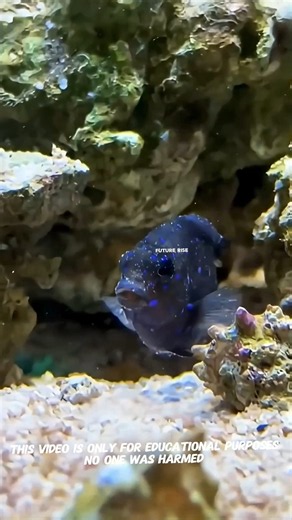 These Fish Look Normal… Until You See What They Can Do