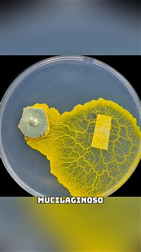 ¿Qué pasa cuando el moho mucilaginoso se enfrenta a Penicillium?