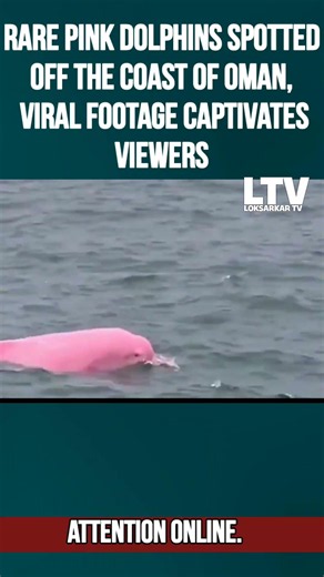 Rare Pink Dolphins Spotted Off the Coast of Oman, Viral Footage Captivates Viewers
