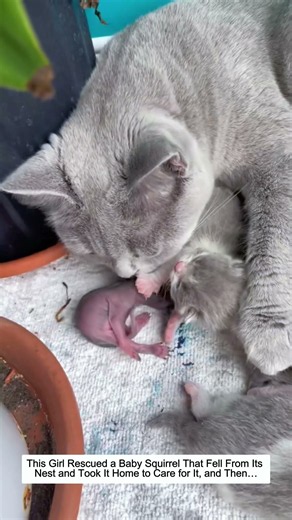 This Girl Rescued a Baby Squirrel That Fell From Its Nest and Took It Home to Care for It, and Then…