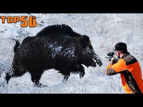 EN İYİ 50 DOMUZ VURUŞU - EN ÖZEL AV SAHNELERİ, UNUTULMAZ ANLAR. TOP 50 WILD BOAR HUNTS