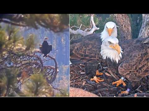 FOBBV SHADOW & KAYDEE TANDEM FLIGHTS & CHORTLES! PERFECT UNISON GUARDING TERRITORY TOGETHER 10.19.26