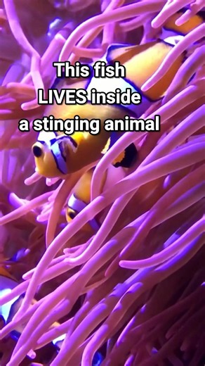 Clownfish: The Fish That Lives Inside a Stinging Anemone 🐠