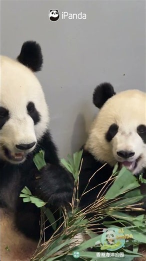 Even Their Eating Is This Cute! | iPanda #shorts