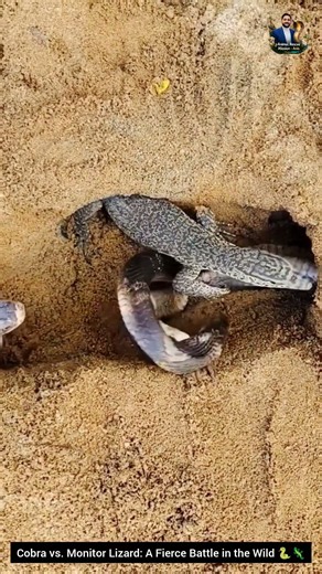 Cobra vs. Monitor Lizard: A Fierce Battle in the Wild 🐍🦎 #snake #cobra #wildlifeentertainment
