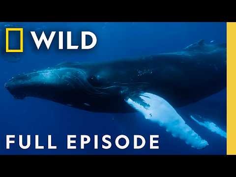 Realm of the Humpbacks (Full Episode) | OceanXplorers | Nat Geo Animals