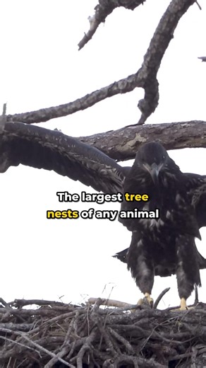 Bald Eagles Build Nests That Can Weigh a Full Ton