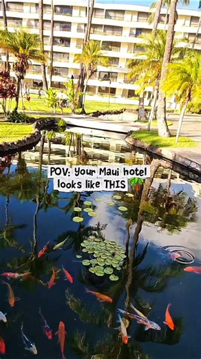 POV: Your Maui hotel looks like THIS 🌴🌺The Sheraton Maui #hawaii @Viator @SheratonHotels