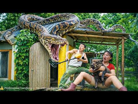 72 Hours of Terror: Giant Python Attack from the Roof – One Wrong Move Could Cost Everything!