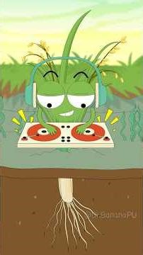 Why are crayfish being raised in rice paddies?#shorts