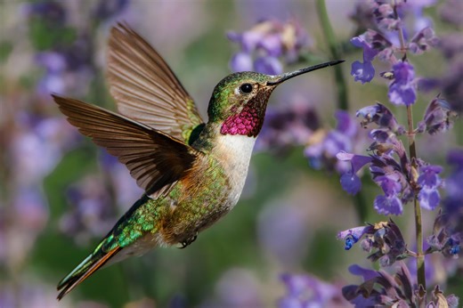 When do hummingbirds return? See the migration map