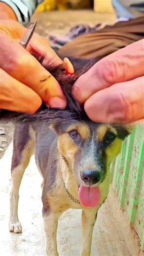 The botfly# is being gently# removed from the dog's #body with care #and compassion @#🐕‍🦺🐕‍🦺🐕‍🦺#@