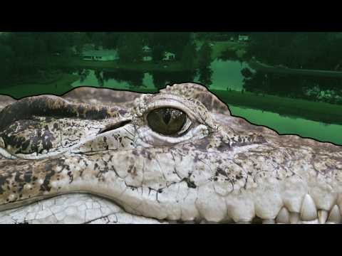 Fisherman killed by nearly 12-foot-long alligator in Central Florida