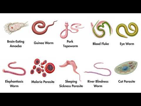 This Creature Eats Humans From the Inside Out