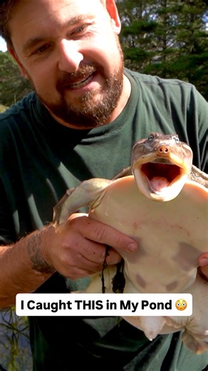 This creature is FAST, powerful and completely misunderstood. Meet an adult Florida softshell turtle. They’re often called aggressive… but what you’re really seeing is defensive behavior from a wild animal that relies on speed! #animalfacts #gardenstatetortoise #turtle #fyp #animalrescue | Garden State Tortoise