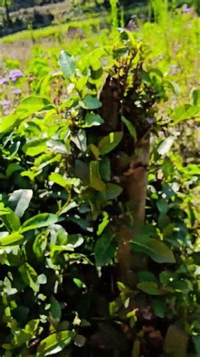 New dogri song Maiya sung by Ashok kumar hans #dance #shortsfeed #yt #ashortaday #youtubeshorts