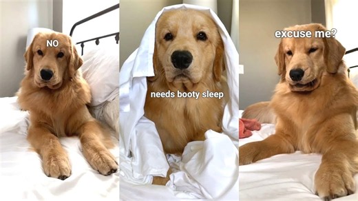 Golden Retriever Refuses to Get Out of Bed | Funny Morning Compilation