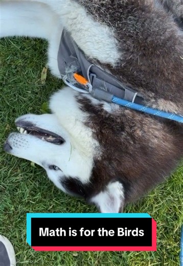 Look, math just isn’t his best subject, okay? 🐺🕊️😒 #siberianderpskies #husky #siberianhusky #huskiesoftiktok #dogsoftiktok