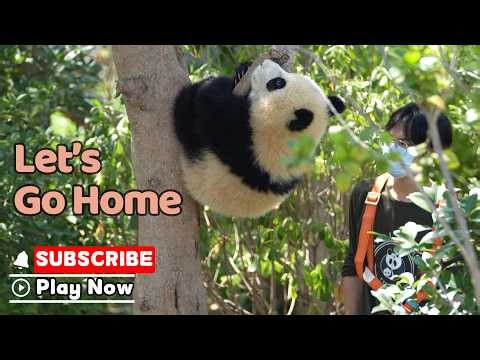 Panda Cub Decides To Be A Good Kid Today | iPanda