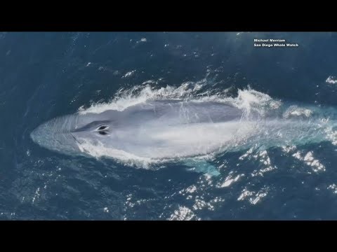 First blue whale of the season spotted off Southern California coast
