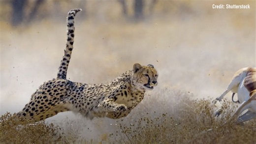 Why are cheetahs so fast?
