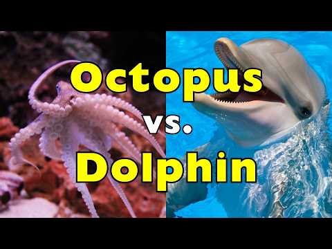 Dolphin Brain vs. Octopus Brain: Who Really Wins? [ID1025]