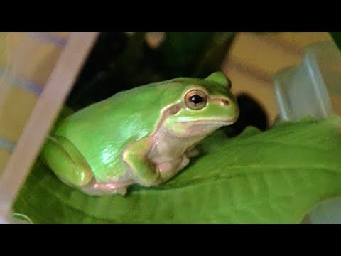 家に迷い込んだカエルを1年育てた結果...