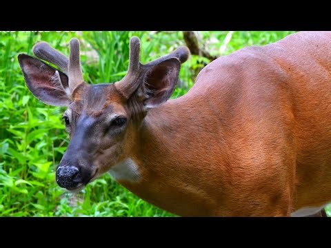 Wild Summer Wildlife in 4K | Close-Up Buck, Snakes & 14 Ducklings