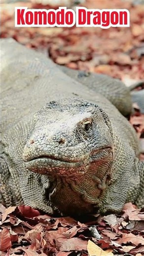 Komodo Dragons Are the Biggest Lizards #komododragon #reptilesforkids #wildanimals