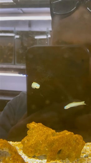 #arowana #aquarium #fishkeeping #aquascape #viral #fishshorts #trending #shorts #aligators #foryou